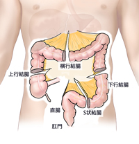 痛くない大腸内視鏡検査の説明＝腸間膜のシェーマ