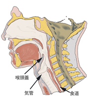 苦しくない胃カメラ検査の説明＝口腔から下咽頭のシェーマ